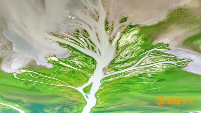 太美了！鄱阳湖现“大地之树”自然奇观