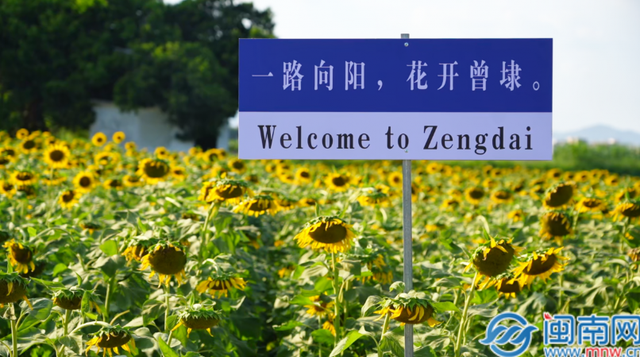 田园秋色 向阳花开 泉州这里欢迎打卡！
