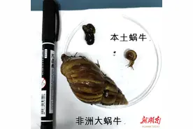全国多地出现非洲大蜗牛 专家提醒：千万别碰！别吃！图片