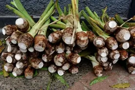 新民随笔 | 品茨菰如“慈姑”图片