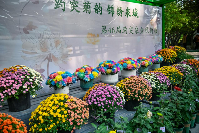 第46届趵突泉金秋菊展即将登场，游览攻略来了