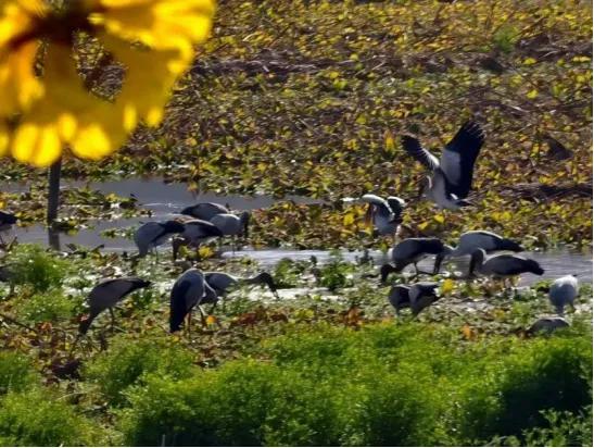 东川黄花风铃开了