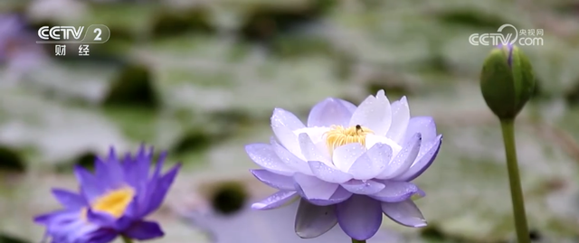 “秋日经济”活力满满 “赏秋+”催动文旅消费“热”力四射