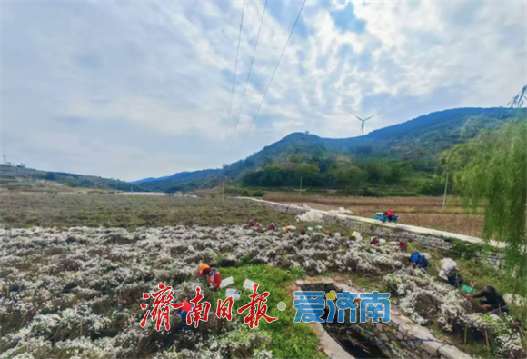 藏在身边的绚丽秋景图！解锁济南区县秋日乡野的诗与远方