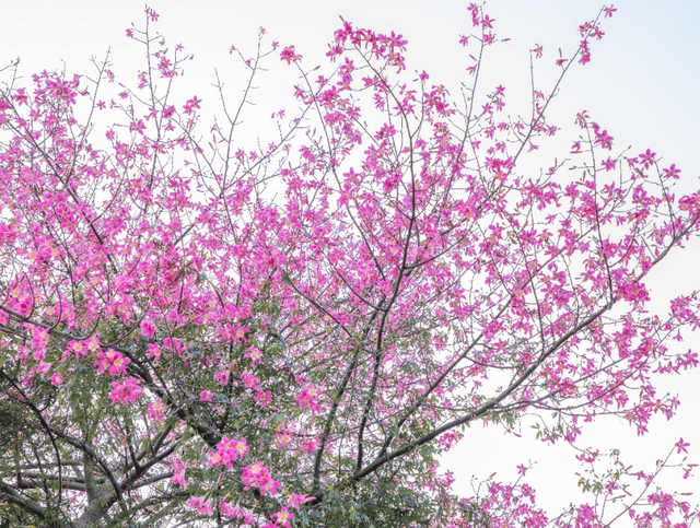 一抬头就沦陷！此刻，南宁正在疯狂涨“粉”