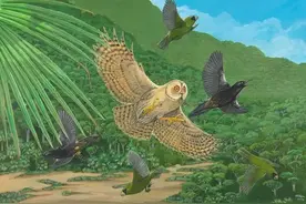江西现成片捕鸟大网 鸟尸随处可见图片