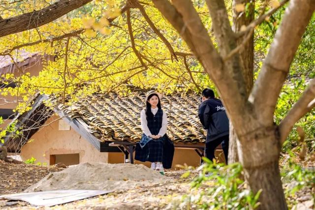 黄都黄了，不如来银杏谷走走