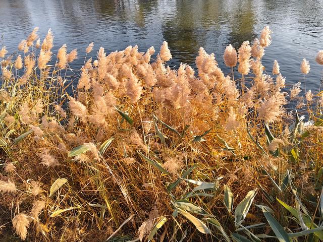 清河之洲好似江南水乡：冬阳芦苇碎碎金，野鸭浮波阵阵漪