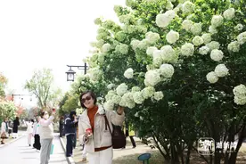 淡雅嫩绿！杭州湘湖边的顶流木绣球上线图片