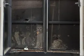 “猫咖”倒闭遗留二三十只猫，领养费用在千元以上，同行：应及时安排领养和出售图片