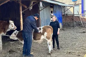 围着“牛腚”打转，被千万粉丝催更的“龙兽医”图片