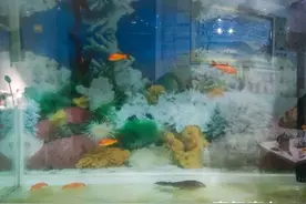 鱼缸清洗小记图片