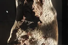 内蒙古发现一新属种恐龙——“百年鸳鸯龙”图片