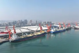 山东港口青岛港第4次刷新纸浆昼夜接卸世界纪录图片