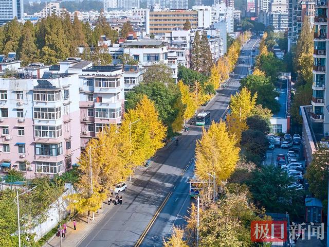 武汉这条“鎏金大道”美出圈，阳光滤镜加持每一帧都超治愈！