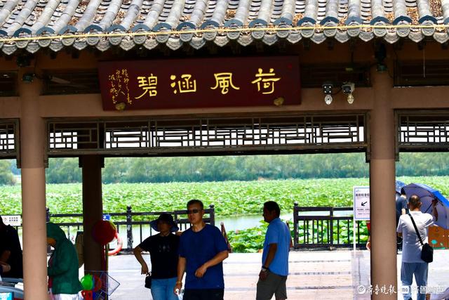 畅游济宁微山湖，万亩荷花别样红