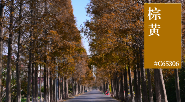 来横沙岛的秋风里，寻一抹中国黄
