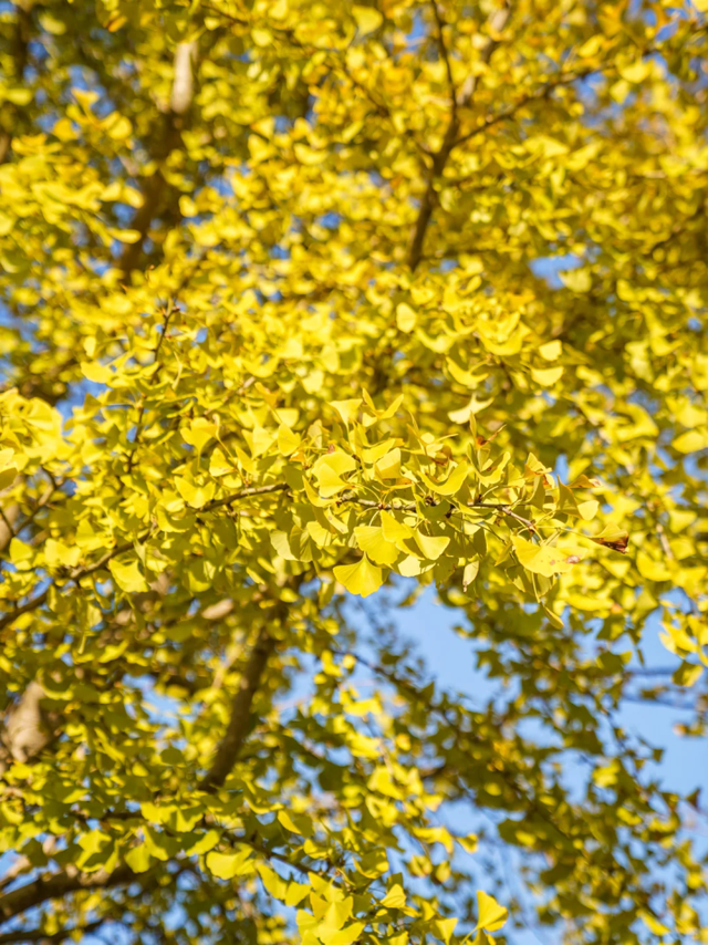 地铁直达！上海这个免费公园化身金色世界→