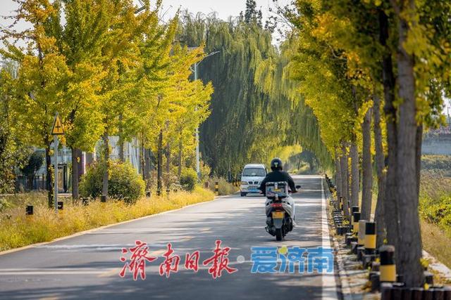 一年四季 泉在济南 | 银杏大道铺展秋日胜景