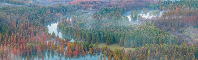 昆明甸尾村：多彩水杉护水源