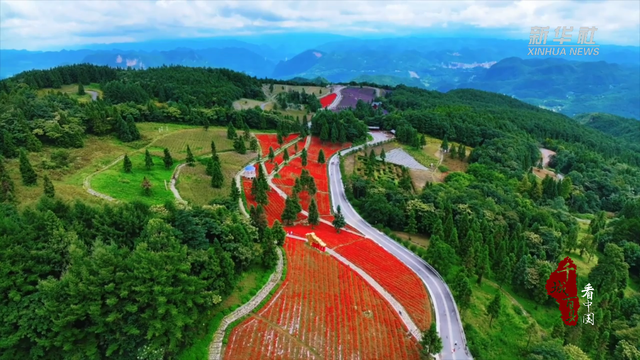 千城百县看中国｜湖北巴东：森林花海醉游人