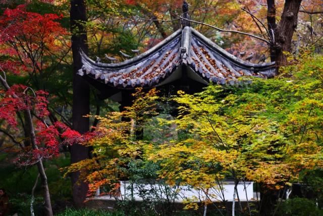 秋日美学暴击！正是赤橙黄绿时~