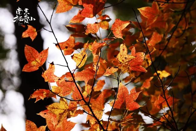 栖霞山红叶实拍+周末活动，不信你不动心！