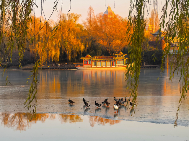 赴一场紫竹院的冬日之约，在夕阳里撞见满院温柔