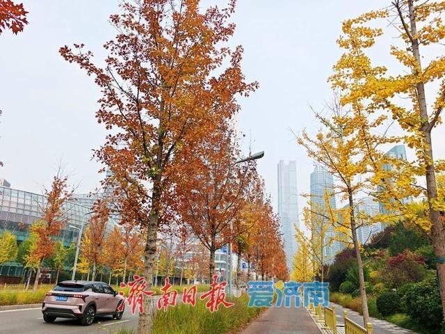 深秋时节，漫步历下处处皆景