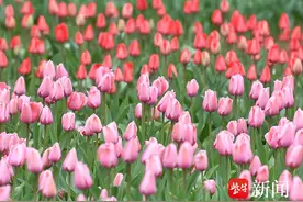 各种稀奇的郁金香绽放！南京中山植物园欧洲花卉展开幕图片