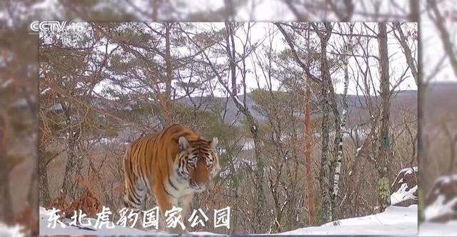 生命摇篮、绿色肺叶……万米高空看“大美国家公园”有啥亮点