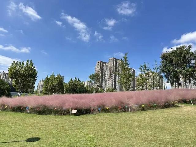 想拍秋日童话照？这里有大片的“粉红海洋”→