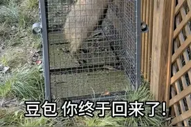 扬州动物园称“出逃”卡皮巴拉已自行回归！在外两个月长胖了图片