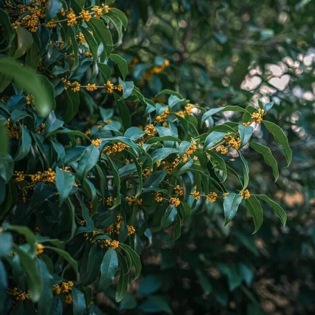 这里的秋，是一场桂花味的江南旧梦