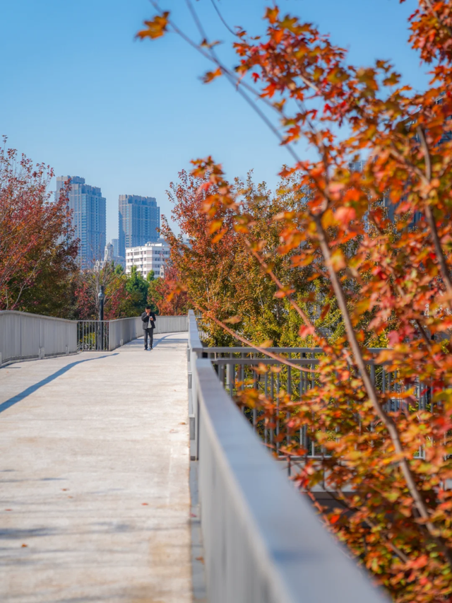 通往秋天！上海市区绝美枫叶扶梯上线→