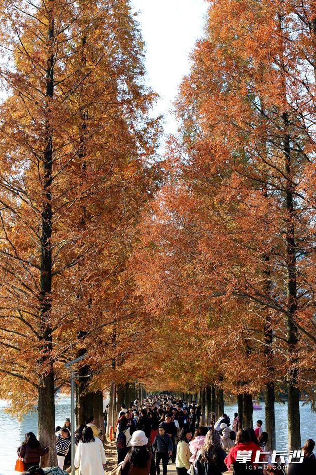 又是艳阳天，打卡人如潮｜组图