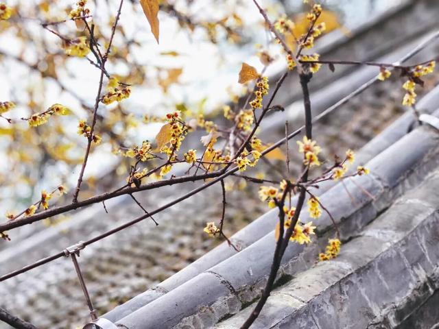 组图丨泰山王母池蜡梅映古刹 暗香醉游人