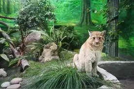 亚洲金猫“阿宅”去世：超过15岁，比大熊猫还珍贵图片