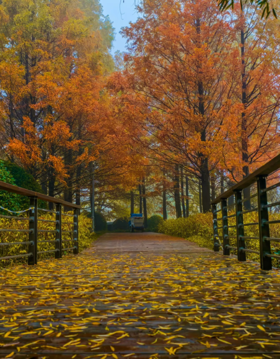 秋冬拍照超出片！郑州5个观赏水杉的好去处→