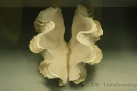 海南警方破获濒危野生动物制品大案：涉及砗磲、鹦鹉螺、唐冠螺！图片