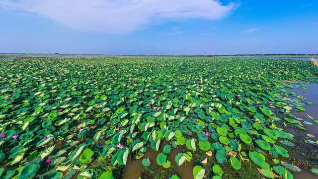 赤黄红·洪湖情 | 2025环洪湖马拉松，跑进水乡新画卷！