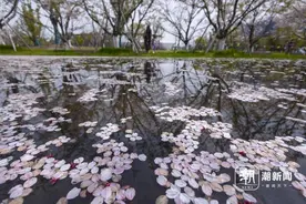 杭州电竞生态公园内樱花雨下 满池繁花图片