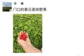 140元一斤！浙江人都出动了，姑娘随手摘了一篮：满满的回忆杀图片