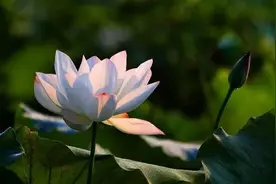 每天这样“跪”20分钟肾气更强图片