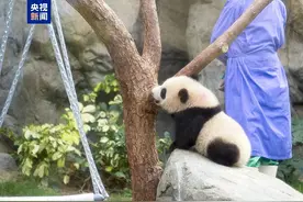 萌翻！香港首对龙凤胎大熊猫宝宝正式亮相🐼🐼邀你取名图片