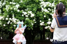 组图｜烈士公园：绣球花花开正盛引围观图片
