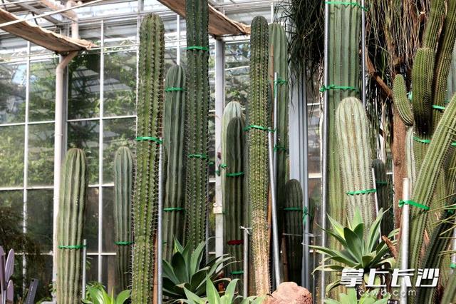 寒冬腊月依然根壮叶绿，省植物园沙生王国邀你来打卡｜组图