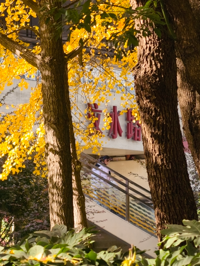 静安“银杏车站”迎来最美时刻！满眼的金色浪漫……（附全区银杏打卡点位）