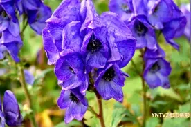 紧急提醒！云南一男子接连三次中毒，只因吃了它……图片