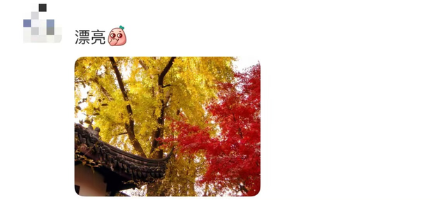 秋日特调！南京“西红柿炒蛋”皮肤已限时上线！